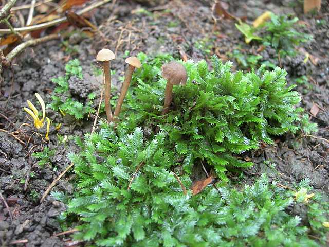 Camarophyllopsis micacea      (Berk. & Broome)       Arnolds